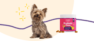 How to Improve Pets' Gut Health