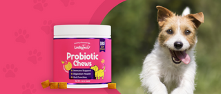 How to Choose a Probiotic Chew for Your Dog