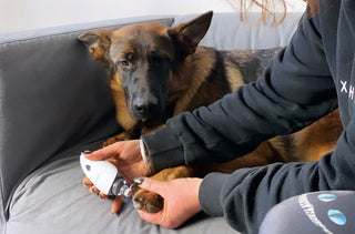 owner using LuckyTail dog nail grinder to clip a large dogs nails