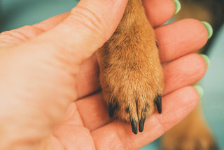 woman hand holding dog paw