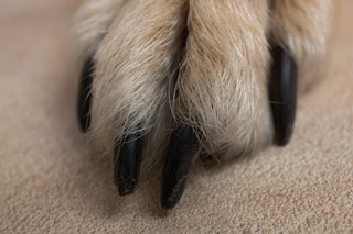 dog nails
