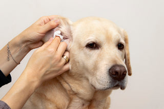 How To Clean Dog Ears: A Step-by-Step Guide