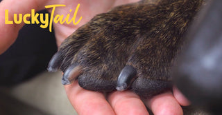 dog paw with clipped nails and LuckyTail logo 