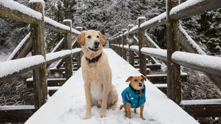 8 Essential Winter Paw Care Tips for Dogs