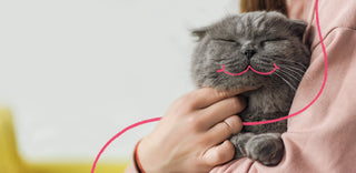 A happy grey cat being held by its owner with a pink smile doodle