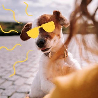 A Jack Russell dog with doodled on yellow sunglasses
