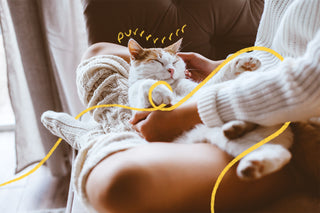 A white cat with ginger ears purring in its owners lap