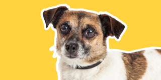 Jack Russell Chihuahua Mix: The Complete Jack Chi Breed Profile