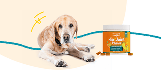 What Supplements Should Senior Dogs Take?