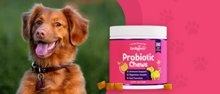 Benefits of Probiotics for Dogs