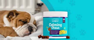 Pros and Cons of Calming Chews for Separation Anxiety