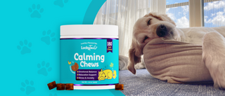 What to Look for in Calming Treats for Dogs?