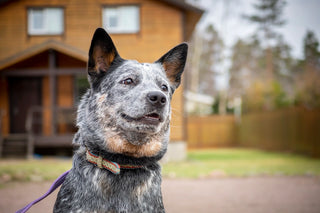 Red Heeler: Complete Breed Guide
