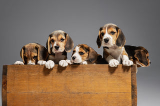Puppy Socialization: Everything You Need To Know
