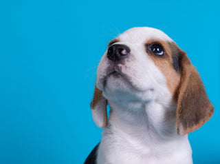 beagle puppy looking up in front of blue background