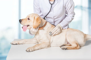 Vet checking a dog