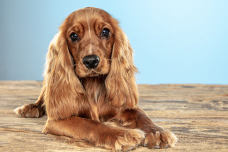 cocker spaniel dog 