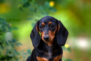 Teacup Miniature Dachshund: Complete Breed Guide
