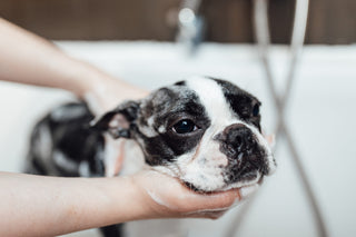 Washing a dog in a bathtub