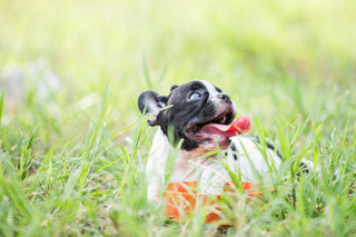 Does Your Dog Have Seasonal Allergies? Symptoms & Treatment