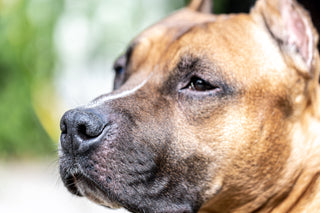 Can Dogs Get Pimples? What You Need To Know About Canine Acne
