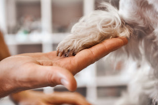 Pododermatitis Dog Paw Inflammation Guide
