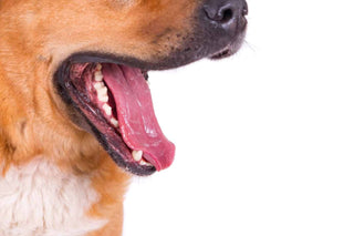 How To Brush Dog's Teeth: A Step-By-Step Guide
