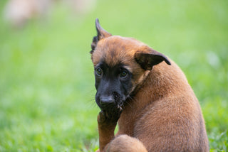 belgian malinois puppy licking his paw