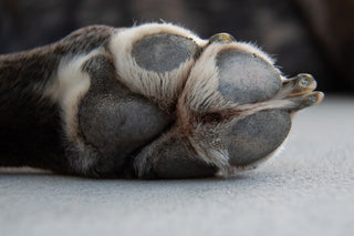 up close image of dog paw