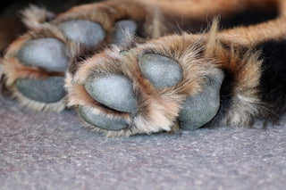 close up image of dog paws