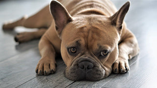 french bulldog laying down