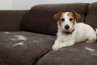 Why Is My Dog Shedding So Much? 5 Tips To Minimize Molting