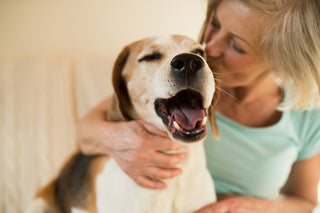 6 Ways to Help Your Pet Live a Longer and Healthier Life