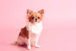 Long-Haired Chihuahua: Complete Breed Guide