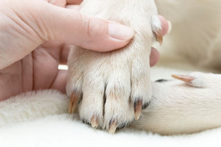 How To Stop Dog Nail Bleeding: Step-By-Step Guide