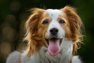 happy dog with wagging tongue 