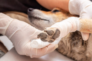 vet checking dog paw