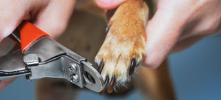 woman cutting dog nails with nail clippers