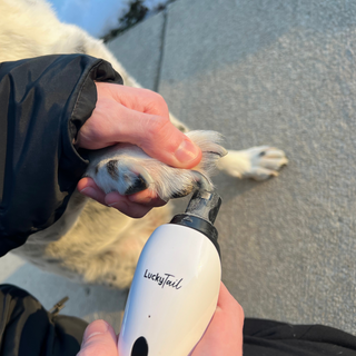 A LuckyTail Pet Nail Grinder being used to trim a dog's nails