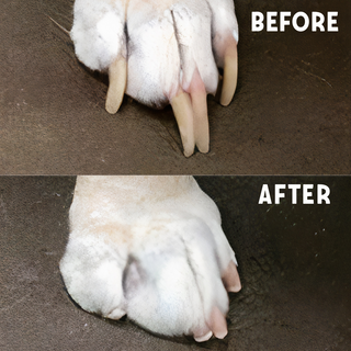 Before and after images of dog nails after being trimmed