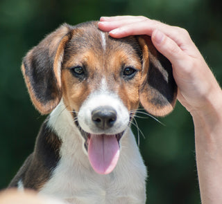 Human hand petting top of Beagles head