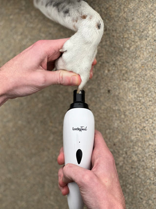 A LuckyTail Nail Grinder being used to file a dog's nails