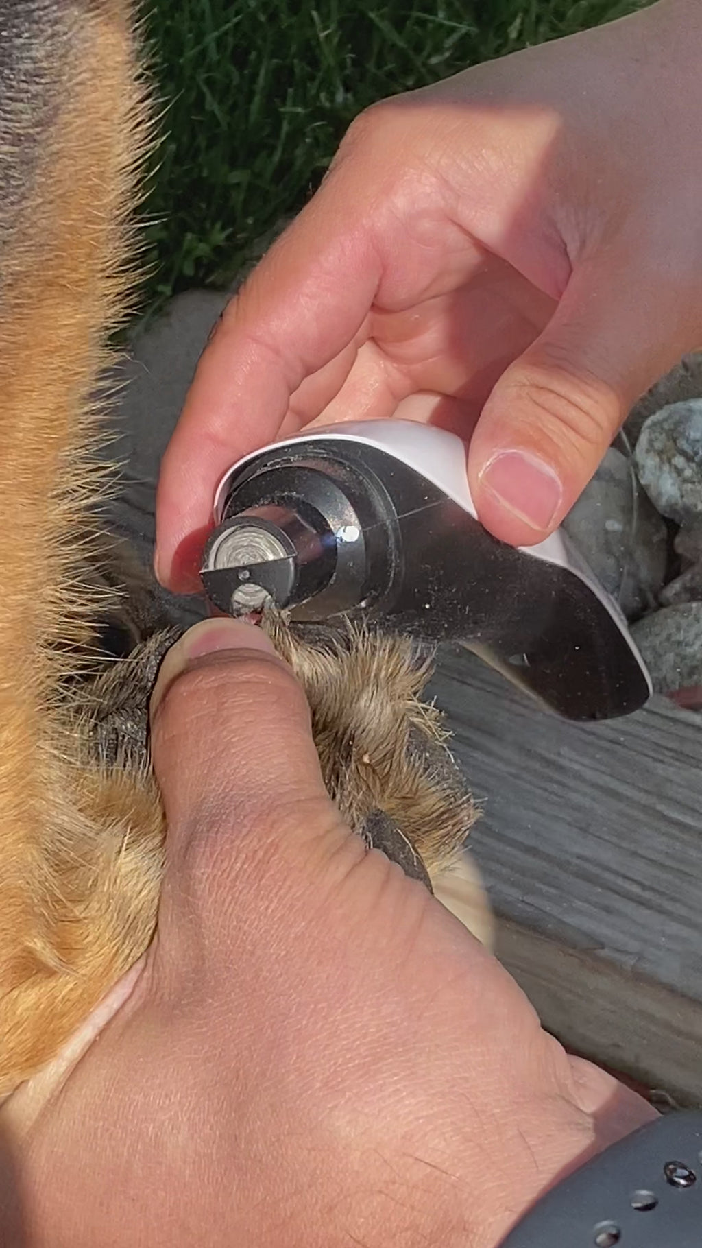 quiet dog nail grinder video