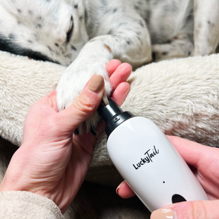 A Dalmatian having its nails groomed with a LuckyTail Nail Grinder