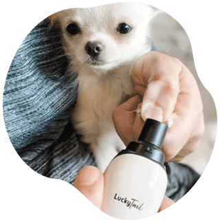 LuckyTail Nail Grinder being used for dog nail buffing